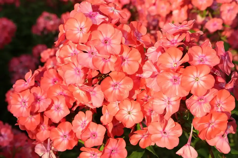 Topdeal | Alcea rosea ‘Chater‘s Double‘
