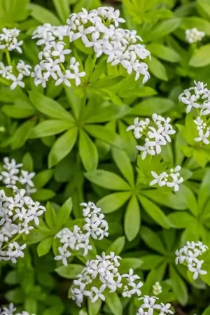 Allium ‘Serendipity‘ - Bestel vandaag