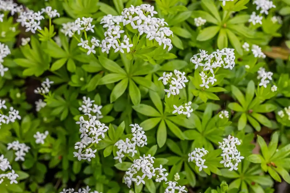 Allium ‘Serendipity‘ - Bestel vandaag