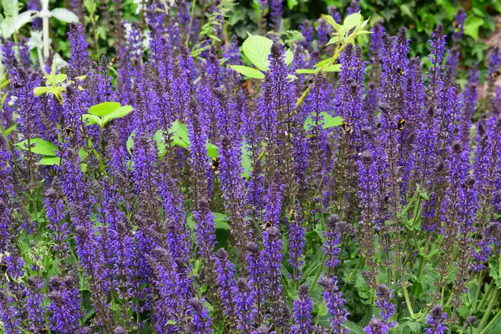 Nu beschikbaar - Allium Ambassador