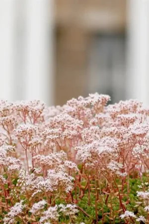 Alyssum montanum | Laatste stuks