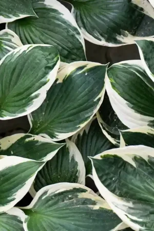Amsonia tabernaemontana - Veilige betaling