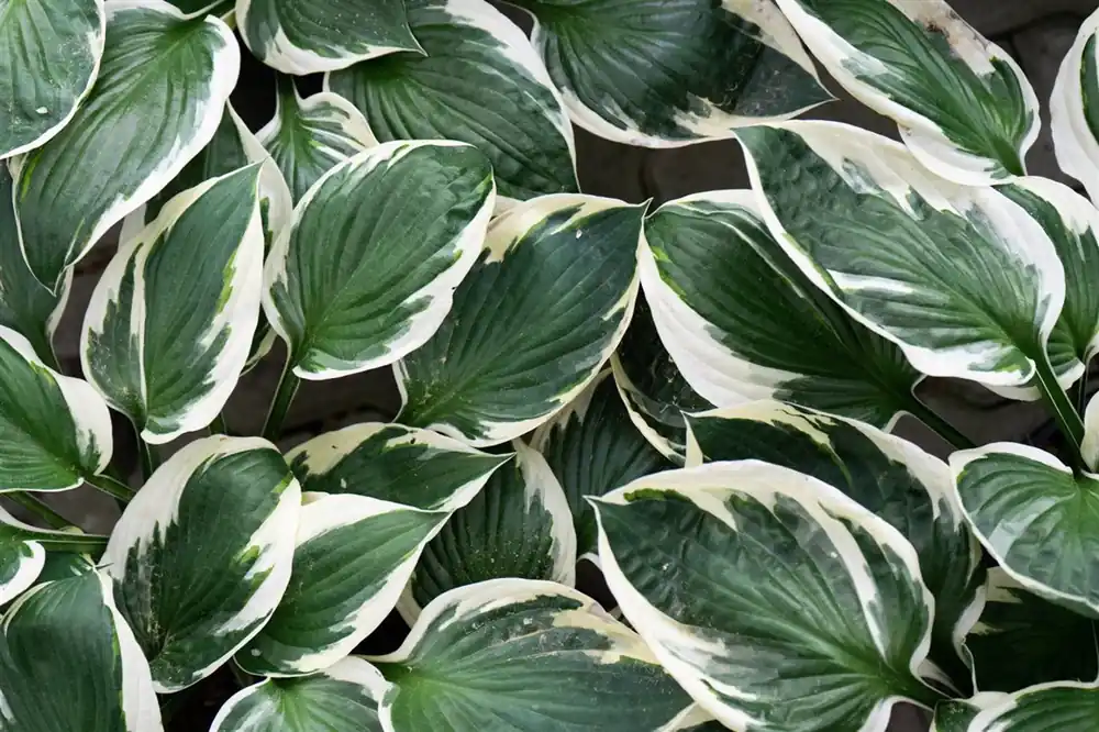 Amsonia tabernaemontana - Veilige betaling