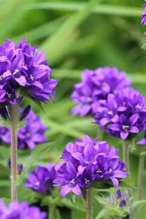 Anemone blanda ‘Blue Shades‘ - Slechts tijdelijk