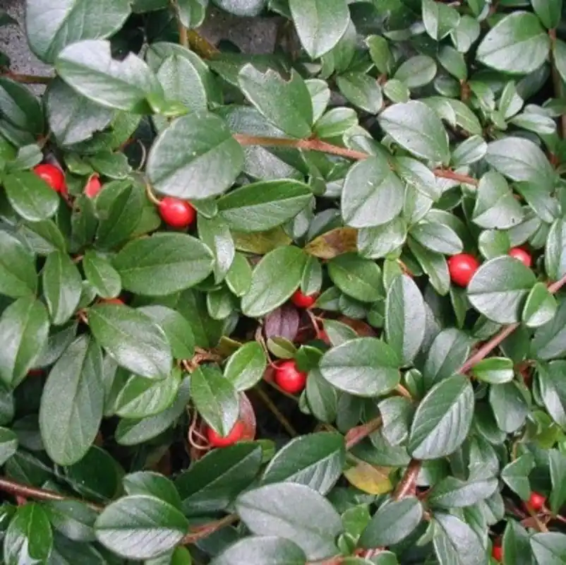 Bestseller - Cotoneaster dammeri