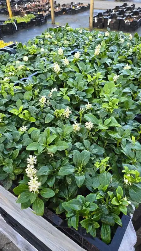 Pachysandra term. ‘Green Carpet‘ | Topkwaliteit