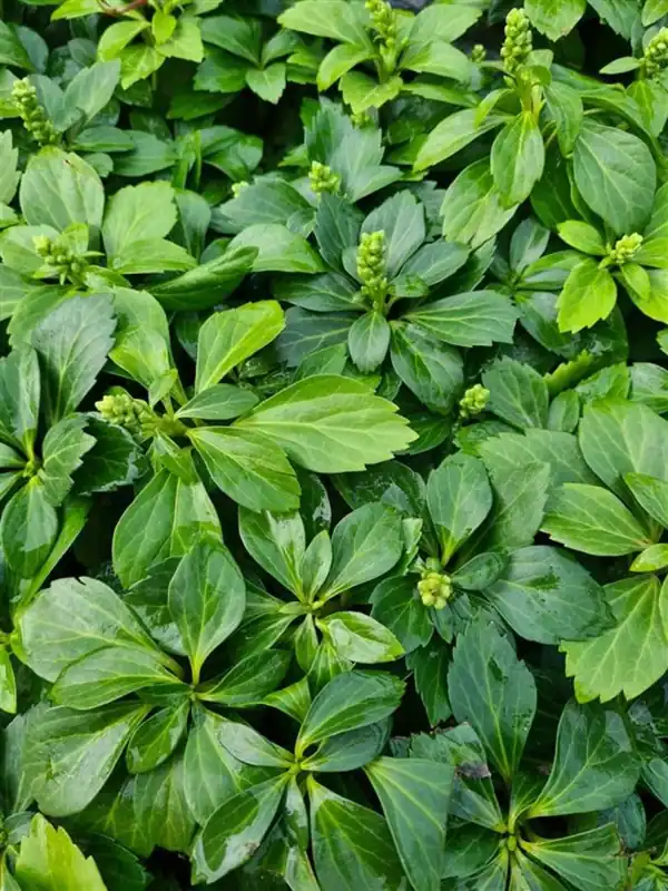 Pachysandra terminalis - Verlaagde prijs