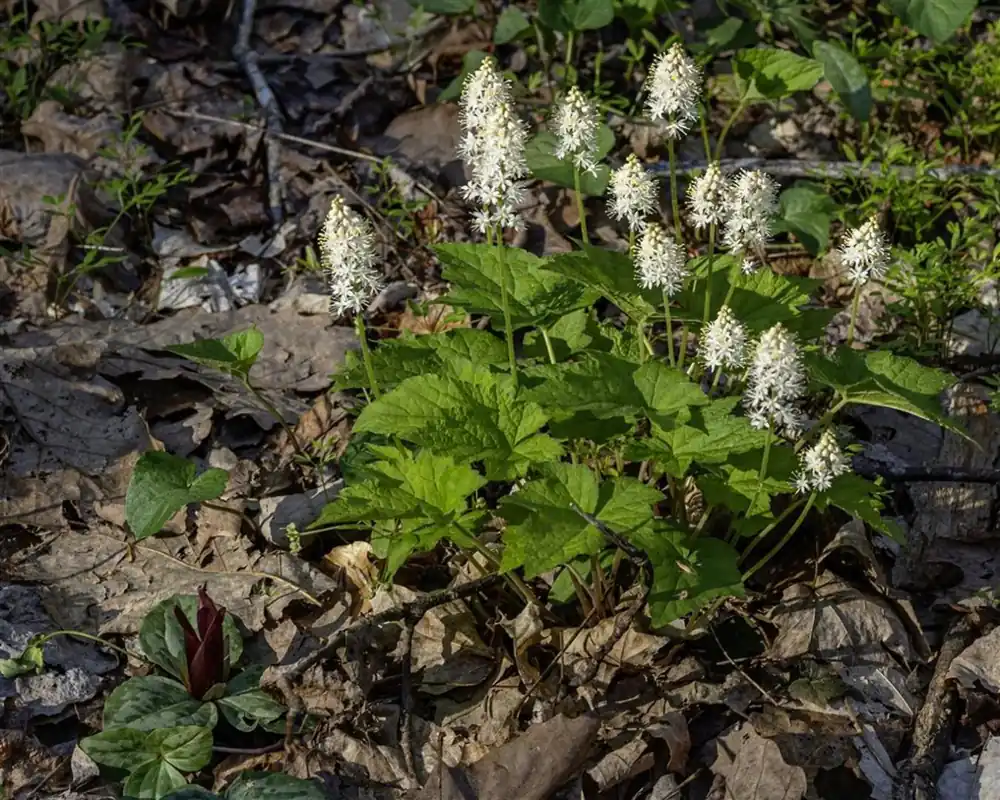 Tiarella cordifolia | Nieuw product