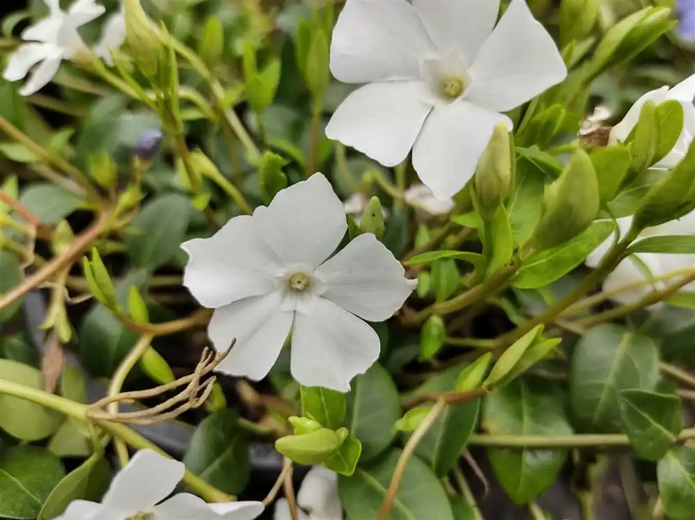 Veilige betaling - Vinca minor ‘Alba‘