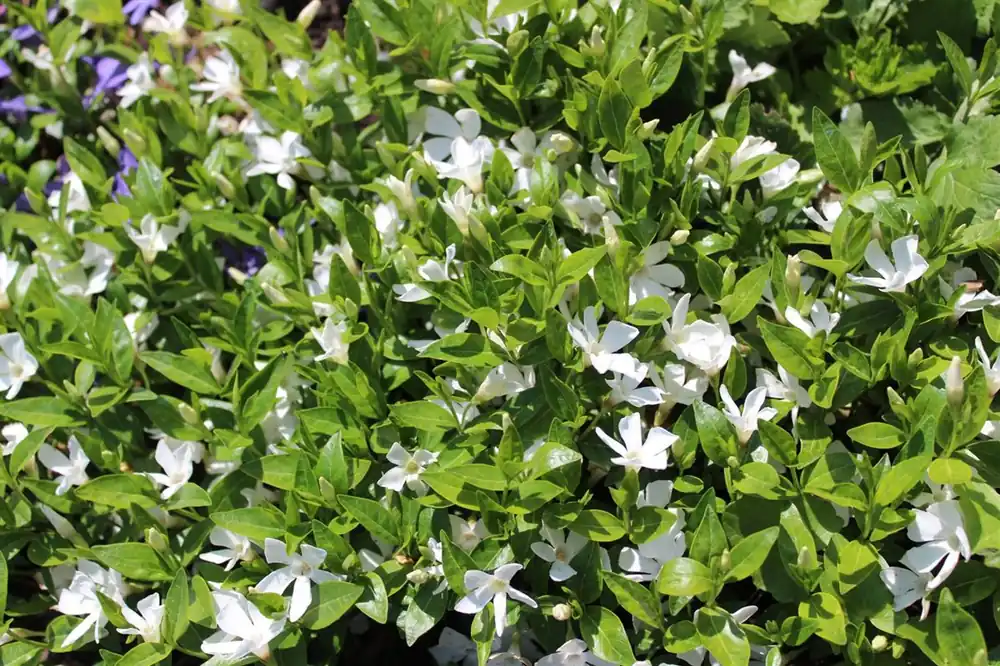 Vinca minor ‘Gertrude Jekyll‘ | Nog maar enkele beschikbaar