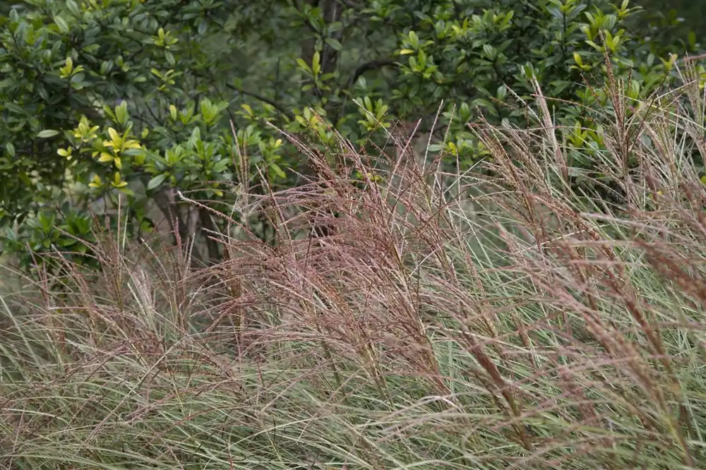 Miscanthus sin. ‘Ferner Osten‘ - Direct kopen