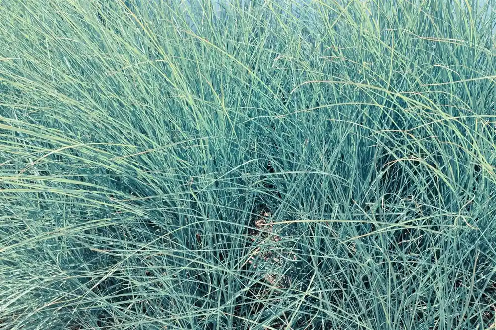 Topproduct | Miscanthus sin. ‘Flamingo‘
