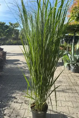 Zeer goed beoordeeld - Molinia caerulea Edith Dudszus