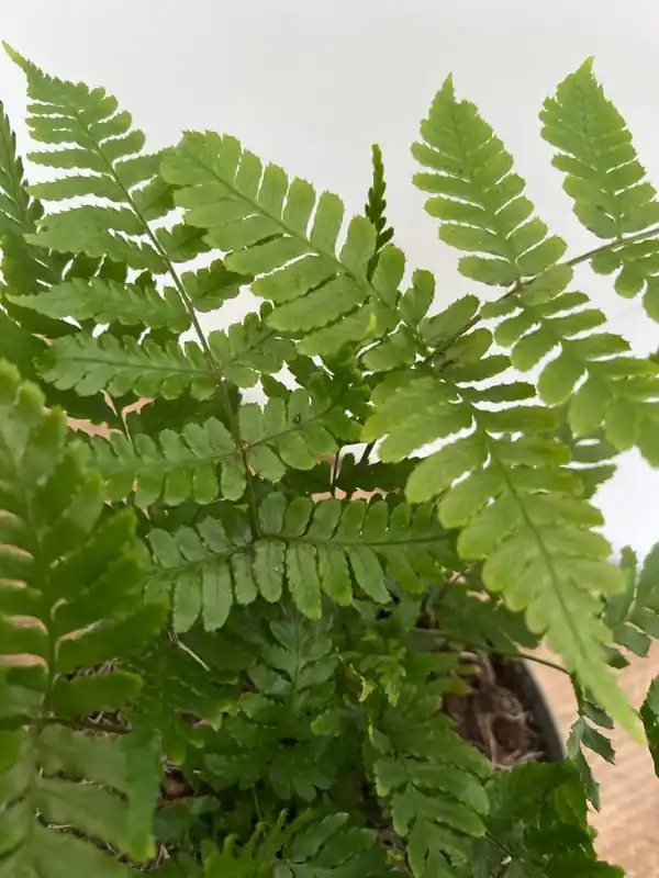 Topkwaliteit - Dryopteris erythrosora