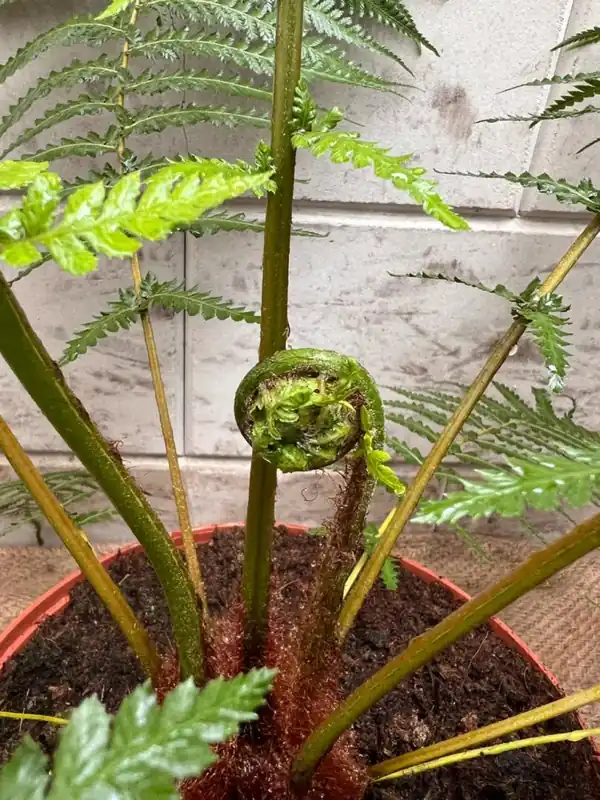 Phyllitis scolopendrium - Veel gekozen