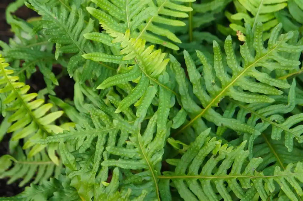 Nieuw product - Polypodium vulgare