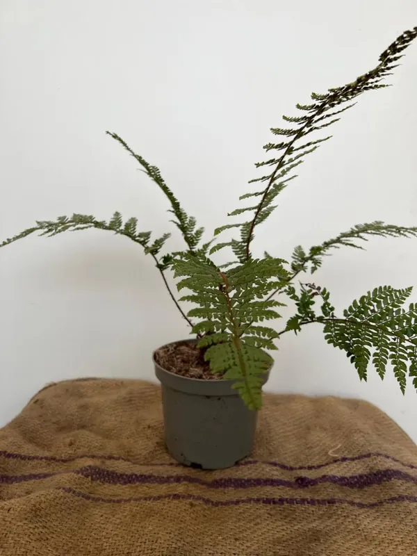 Polystichum makinoi | Premium