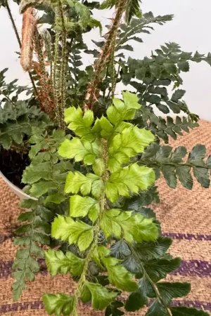 Aanbieding | Polystichum munitum