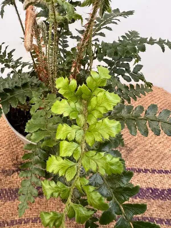 Aanbieding | Polystichum munitum