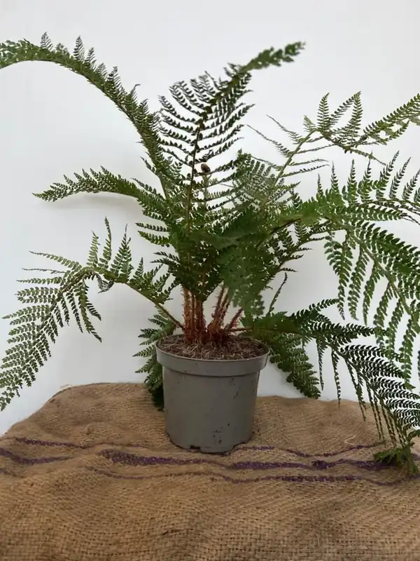 Polystichum set. ‘Dahlem‘ | Gratis retourneren