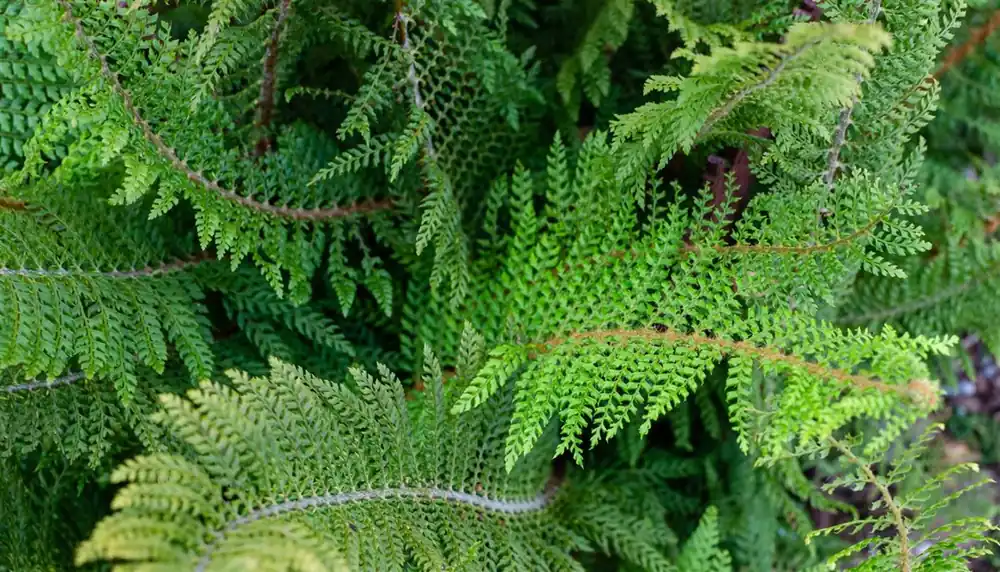 Polystichum set. ‘Proliferum‘ - Premiumkwaliteit
