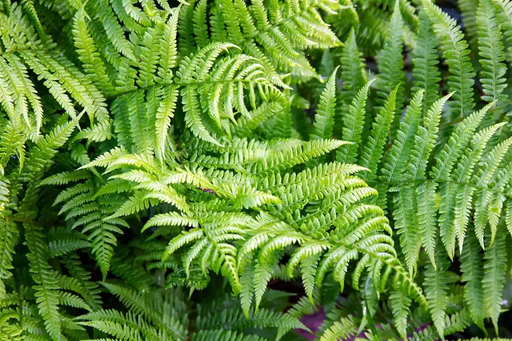 Pteridium aquilinum - Bestseller
