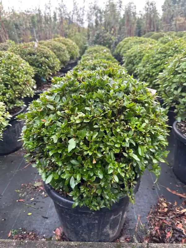 Azalea j. ‘Laura Morleans‘ Bolvorm - Goed beoordeeld