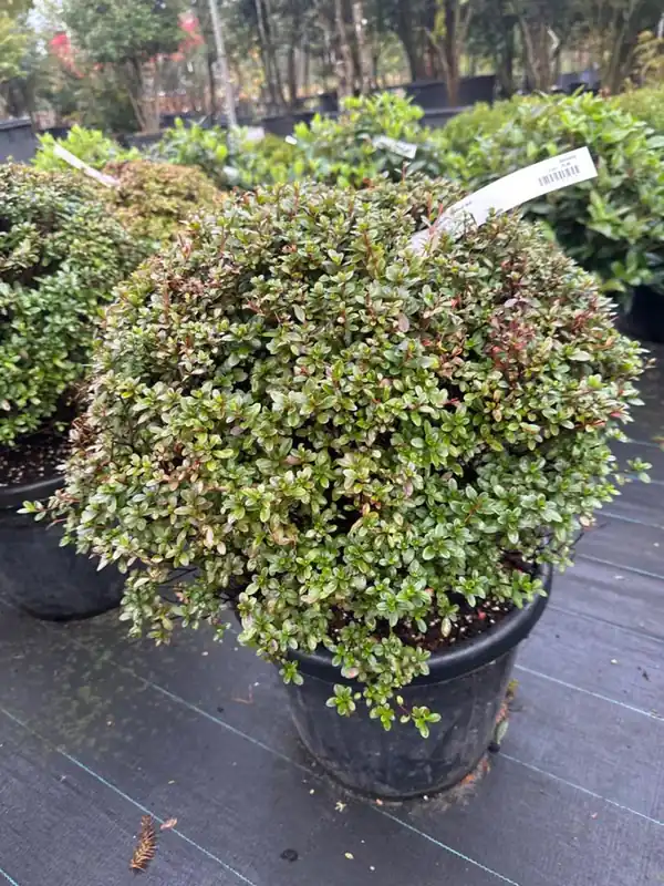 Azalea jap. ‘Amoena‘ Bolvorm | Hoog gewaardeerd