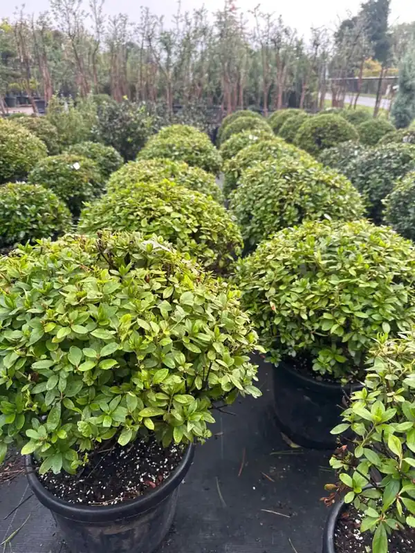 Azalea jap. ‘Mary Ellen‘ Bolvorm | Erg populair