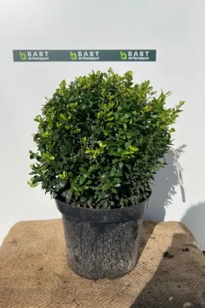Aanbieding | Ilex crenata ‘Caroline Upright‘ Bolvorm