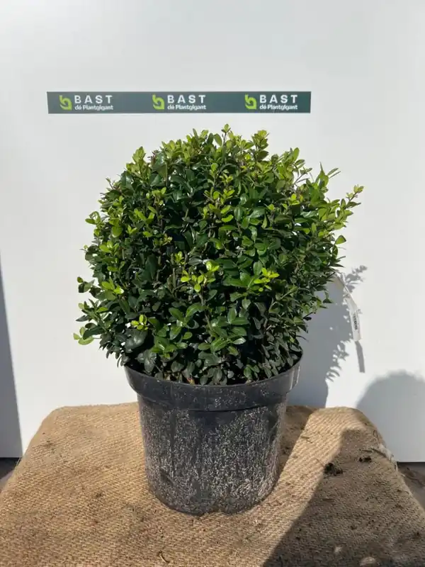 Aanbieding | Ilex crenata ‘Caroline Upright‘ Bolvorm