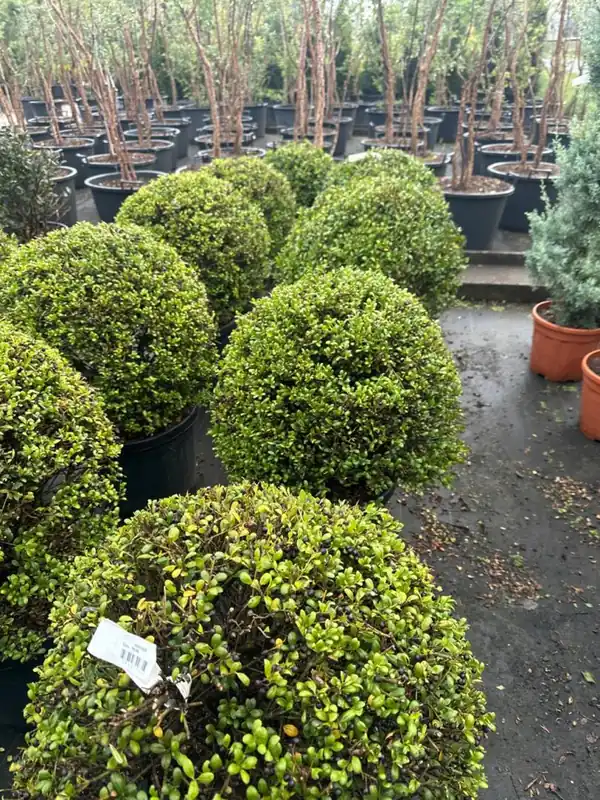Nog maar enkele beschikbaar - Ilex crenata ‘Convexa‘ Bolvorm