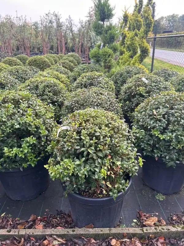 Direct van de fabrikant | Osmanthus burkwoodii Bolvorm