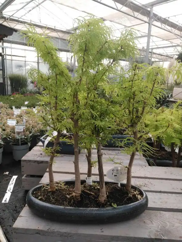 Pseudolarix Bonsai Bos - Opruiming