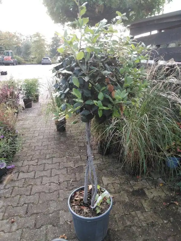 Bestelbaar | Quercus ilex 3-stam Bolvorm