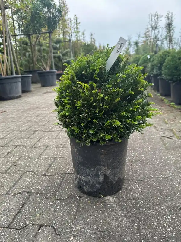 Taxus baccata Bolvorm | Nieuwe release