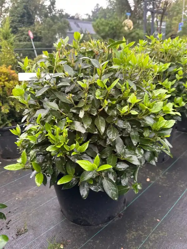 Viburnum Tinus Bolvorm | Tijdelijke aanbieding