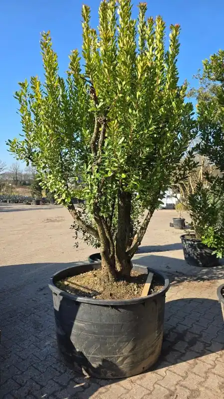 Op = op - Arbutus unedo Meerstammig