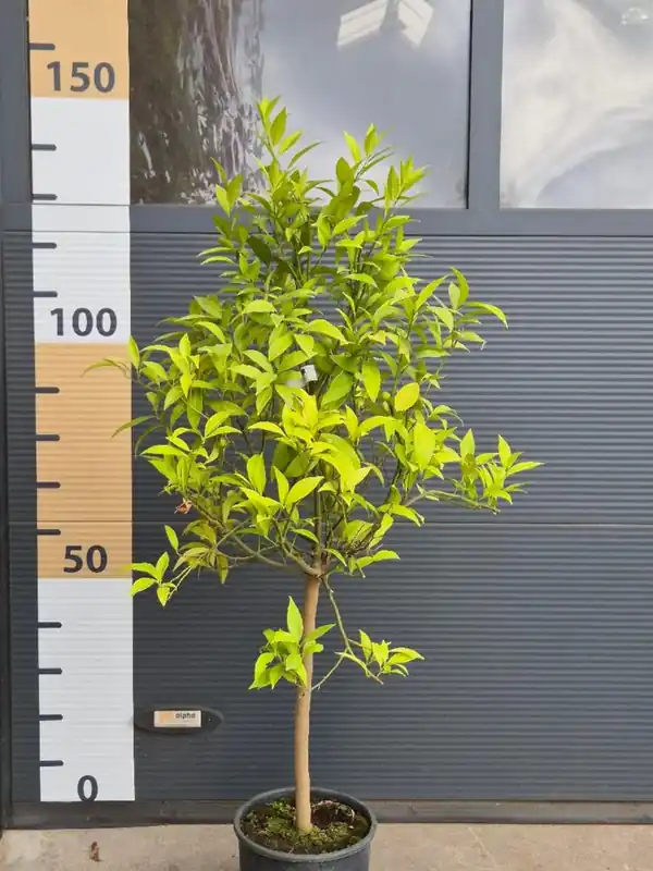 Citrus Mandarino stam - Uitverkoop