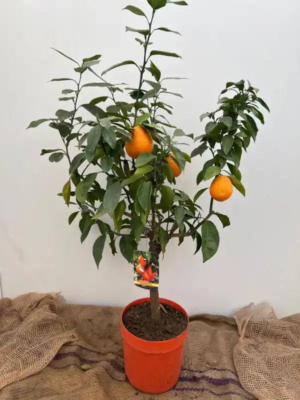 Citrus sinensis - Voeg toe aan winkelwagen