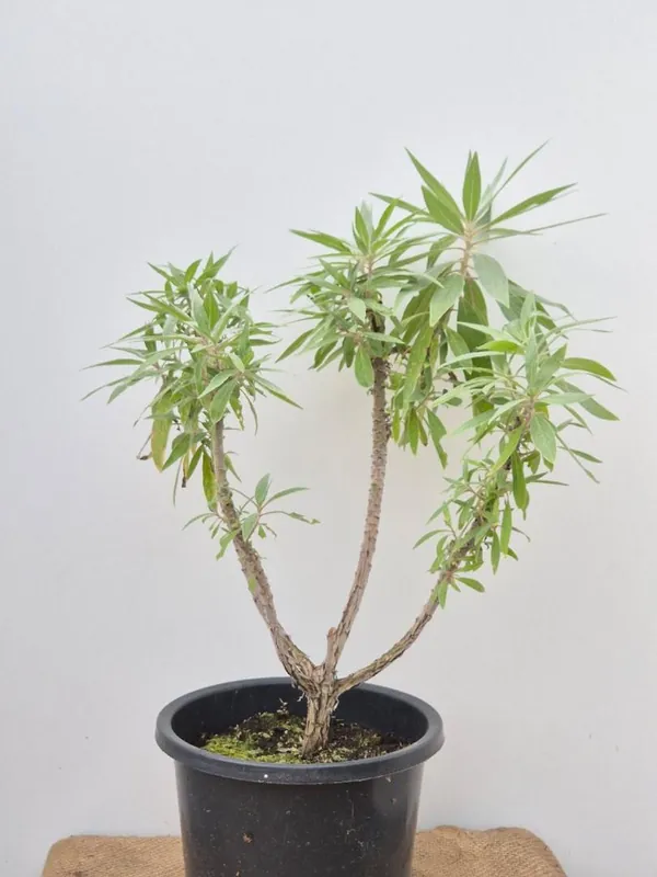 Echium webbii - Premiumkwaliteit