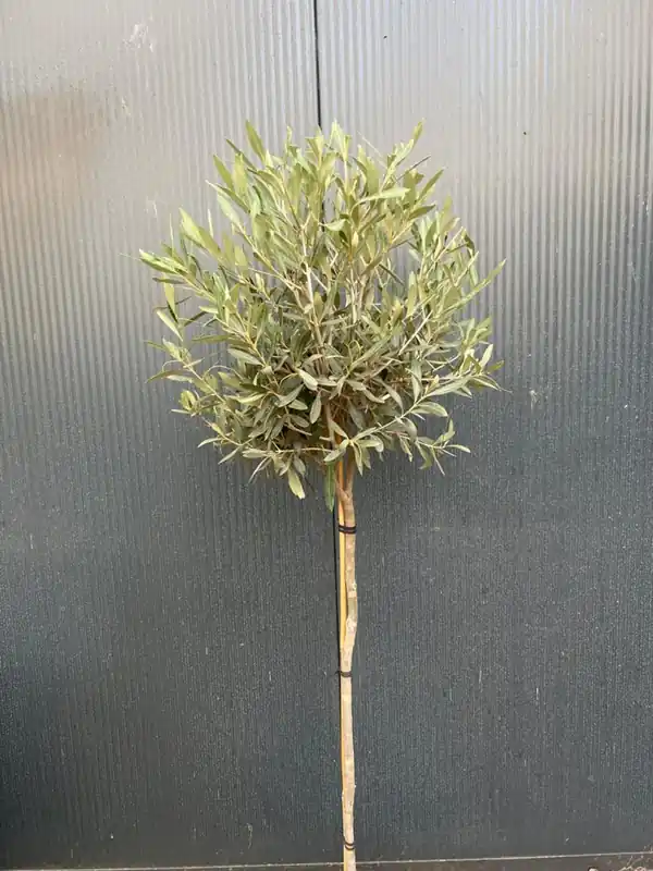 Professionele kwaliteit - Olea eur. ‘Plato‘