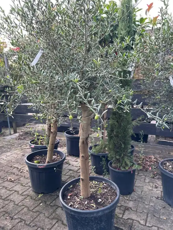 Olea europaea ‘Florida‘ | Bespaar nu