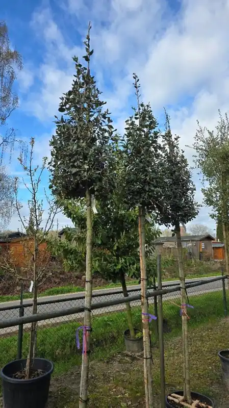 Quercus ilex | Erg populair