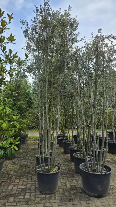 Quercus ilex Meerstammig - Mis het niet
