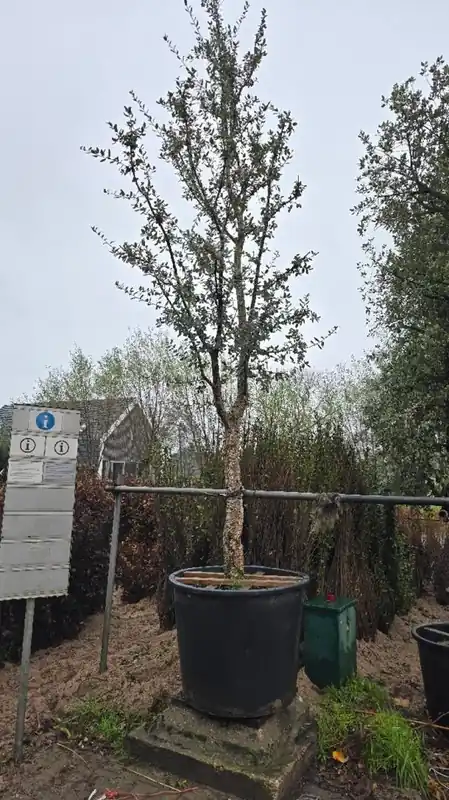 Scherp geprijsd | Quercus suber