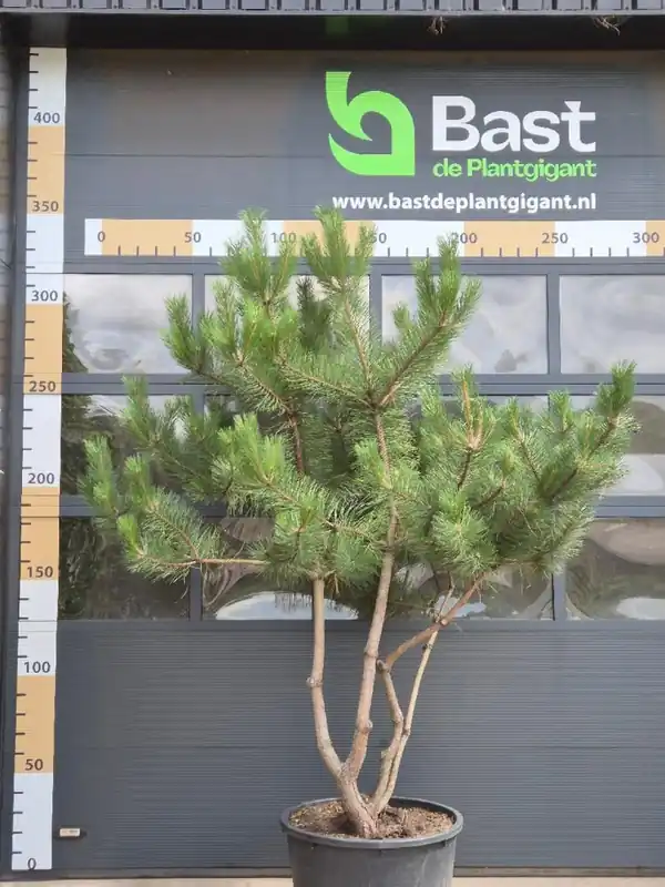 Nu kopen | Pinus n. ‘Nigra‘ Meerstammig