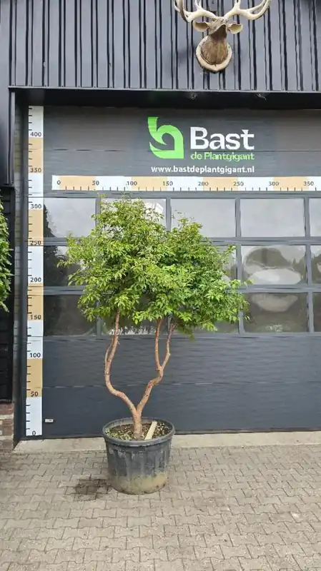 Stewartia pseudocamellia | Speciale aanbieding