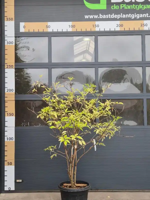 Sambucus nigra Meerstammig | Op = op