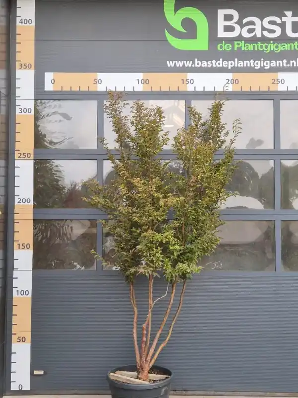 Stewartia rostrata | Populair